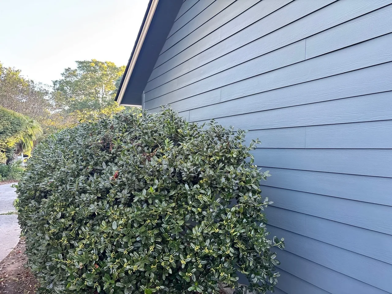 Blue horizontal siding and contrasting trim beside established landscaping